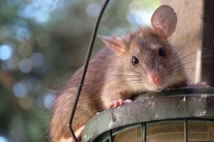 Rat extermination, Pest Control in Darenth, Bean, DA2. Call Now 020 8166 9746