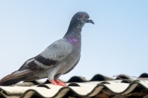 Pigeon Pest, Pest Control in Darenth, Bean, DA2. Call Now 020 8166 9746