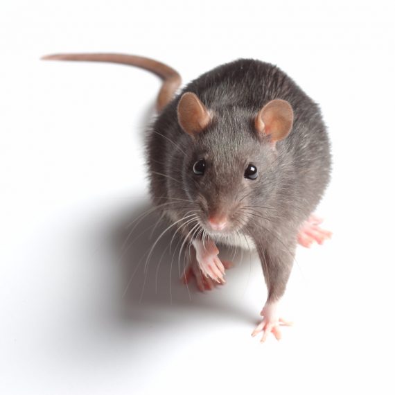 Rats, Pest Control in Darenth, Bean, DA2. Call Now! 020 8166 9746