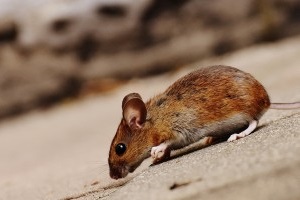Mice Exterminator, Pest Control in Darenth, Bean, DA2. Call Now 020 8166 9746