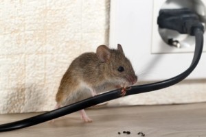 Mice Control, Pest Control in Darenth, Bean, DA2. Call Now 020 8166 9746