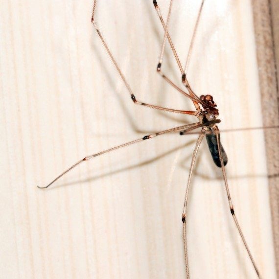 Spiders, Pest Control in Darenth, Bean, DA2. Call Now! 020 8166 9746