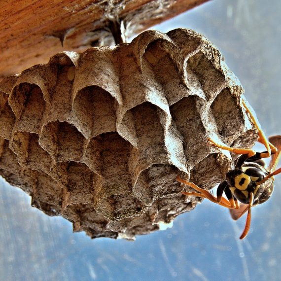 Wasps Nest, Pest Control in Darenth, Bean, DA2. Call Now! 020 8166 9746
